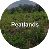 Peatlands