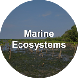 Marine Ecosystems